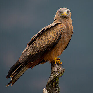 Simien Mountains - Ghenek - Tawny Eagle